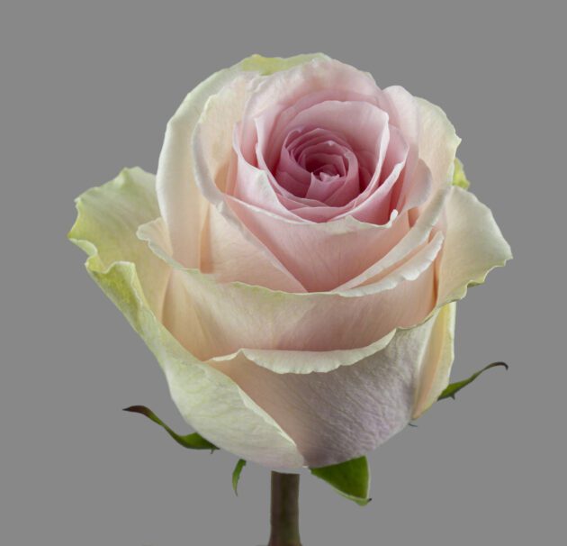 duchesse