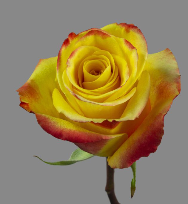 high-yellow-magic