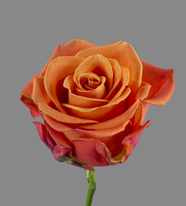 orange-crush