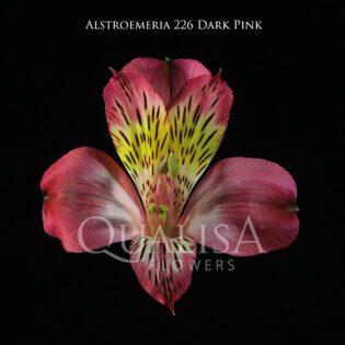 Alst_226-Dark-Pink