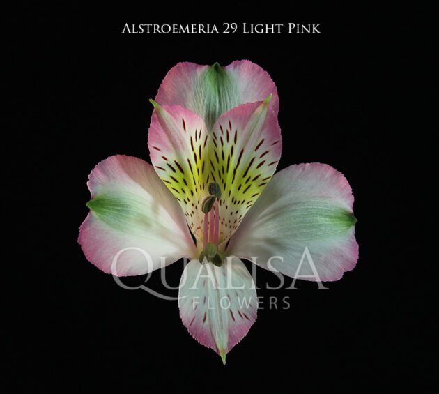 Alst_29-Light-Pink