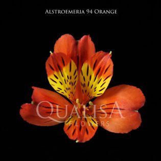 Alst_94-Orange