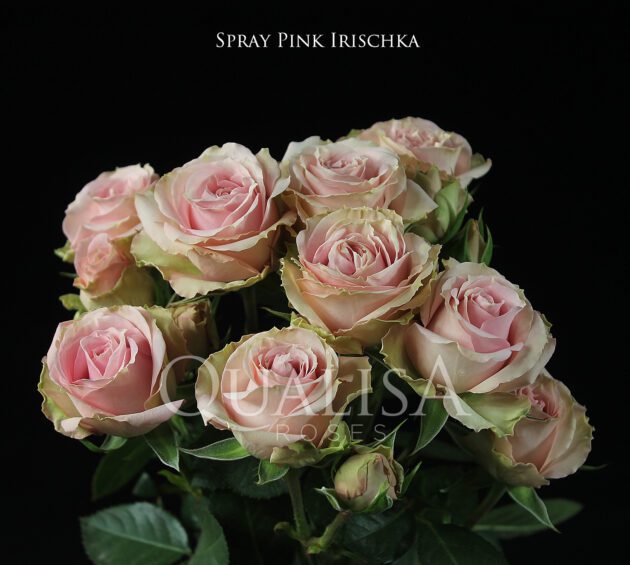 Spray-Pink-Irischka