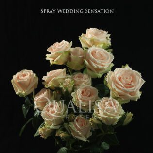 Spray-Wedding-Sensation