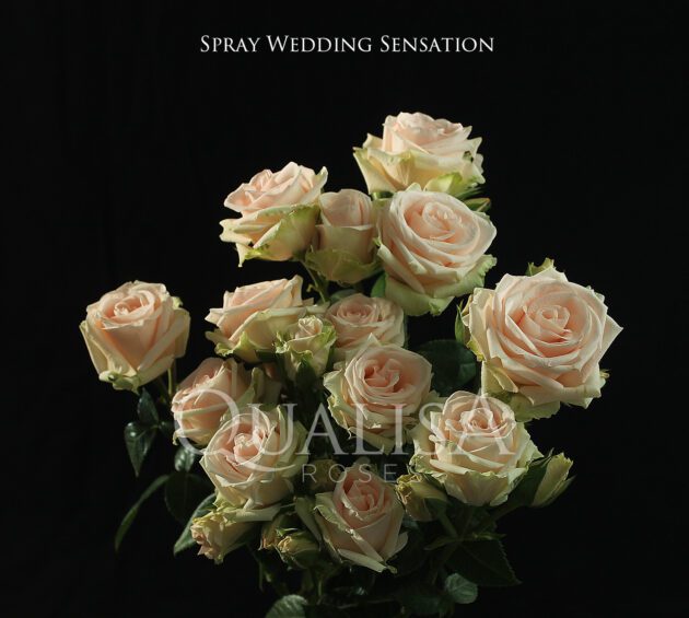 Spray-Wedding-Sensation