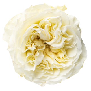 Mayra's White
